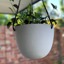 White Bonnie Hanging Basket